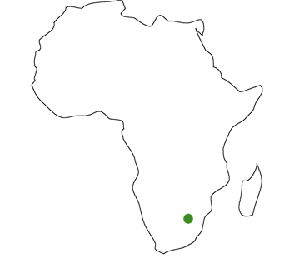 Africa Distributor
